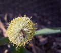 Bee on an allium cepa flower Royalty Free Stock Photo