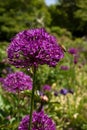 Bee on allium flower in German garden Royalty Free Stock Photo