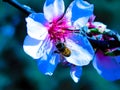 Bee on almond blossom in spring