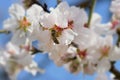 Bee on almond tree flower Royalty Free Stock Photo