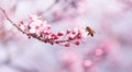 Almonds tbee on almonds tree  flowes on a twing bee blured background in spring season dayree  flowes on a twing bee blured Royalty Free Stock Photo