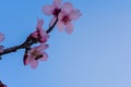 Bee amd flowering almond trees. Beautiful almond blossom on the branches, at springtime background in Valencia. Perfect and Royalty Free Stock Photo