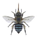 Bee Amegilla cingulata Royalty Free Stock Photo