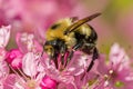 Bee Amongst Blooms: A macro photograph showcasing a busy bee collecting nectar from vibrant blossoms