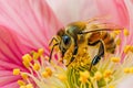 Bee Amongst Blooms: A macro photograph showcasing a busy bee collecting nectar from vibrant blossoms