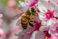 Bee Amongst Blooms: A macro photograph showcasing a busy bee collecting nectar from vibrant blossoms
