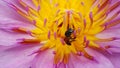 bee andlotus in garden. Royalty Free Stock Photo