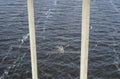 Bee Animal Insect Sitting on Handrails Of The Bridge Above The River Macro Photo