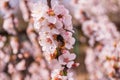 Bee Anthophila on cherry flowers Prunus tomentosa close-up. Spring blooming garden.