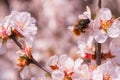 Bee Anthophila on cherry flowers Prunus tomentosa close-up. Spring blooming garden. Soft bokeh.