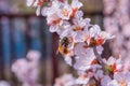 Bee Anthophila on cherry flowers Prunus tomentosa close-up. Spring blooming garden.