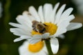 bee (Anthophila) on a flower Royalty Free Stock Photo