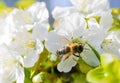 Bee Anthophila during the harvest of cherry tree Cerasus nectar