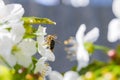 Bee Anthophila during the harvest of cherry tree Cerasus nectar