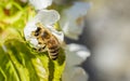 Bee Anthophila during the harvest of cherry tree Cerasus nectar