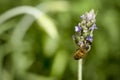 Bee (Anthophila) standing on a flower of lavender, lavandula with green background.