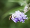 Bee- Apidae on a purple flower Royalty Free Stock Photo