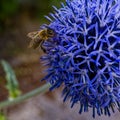 A bee (Apiformes) sitting on the blossom of a blue globe onion (Allium caeruleum Royalty Free Stock Photo