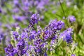 Bee Apis on lavender Lavandula angustifolia Royalty Free Stock Photo
