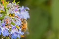 Bee apis melifera eating rosemary's violet flower Royalty Free Stock Photo