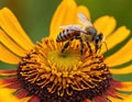 Bee (apis mellifera) on helenium flowers - close-up