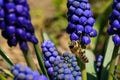 Bee, apis mellifera and pollen-producing  spring plant muscari. Royalty Free Stock Photo