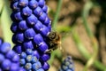 Bee, apis mellifera and pollen-producing  spring plant muscari. Royalty Free Stock Photo