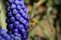 Bee, apis mellifera and pollen-producing  spring plant muscari. Royalty Free Stock Photo
