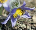 Little bee pollinate pulsatilla flower