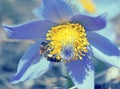 Bee pollinate pulsatilla flower, blue filter