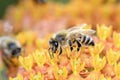 Bee - Apis mellifera - pollinates Asclepias Tuberosa - butterfly milkweed Royalty Free Stock Photo