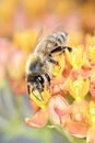 Bee - Apis mellifera - pollinates Asclepias Tuberosa - butterfly milkweed Royalty Free Stock Photo