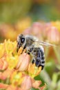 Bee - Apis mellifera - pollinates Asclepias Tuberosa - butterfly milkweed Royalty Free Stock Photo