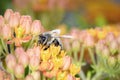 Bee - Apis mellifera - pollinates Asclepias Tuberosa - butterfly milkweed Royalty Free Stock Photo