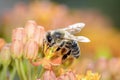 Bee - Apis mellifera - pollinates Asclepias Tuberosa - butterfly milkweed Royalty Free Stock Photo