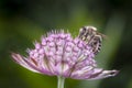 Bee - Apis mellifera - pollinates Astrantia Major