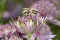 Bee - Apis mellifera - pollinates Astrantia Major