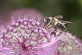 Bee - Apis mellifera - pollinates Astrantia Major