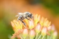 Bee - Apis mellifera - pollinates Asclepias Tuberosa - butterfly milkweed Royalty Free Stock Photo