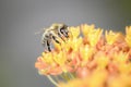 Bee - Apis mellifera - pollinates Asclepias Tuberosa - butterfly milkweed Royalty Free Stock Photo