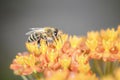 Bee - Apis mellifera - pollinates Asclepias Tuberosa - butterfly milkweed Royalty Free Stock Photo