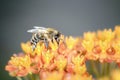 Bee - Apis mellifera - pollinates Asclepias Tuberosa - butterfly milkweed Royalty Free Stock Photo