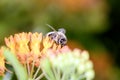 Bee - Apis mellifera - pollinates Asclepias Tuberosa - butterfly milkweed Royalty Free Stock Photo