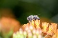 Bee - Apis mellifera - pollinates Asclepias Tuberosa - butterfly milkweed Royalty Free Stock Photo
