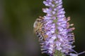 Bee - Apis mellifera - pollinates Culver`s root - Veronicastrum virginicum Royalty Free Stock Photo