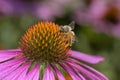 Bee - Apis mellifera - pollinates Purple coneflower - Echinacea Purpurea Royalty Free Stock Photo