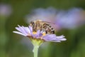 Bee - Apis mellifera - pollinates Aster dumosus