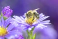 Bee - Apis mellifera - pollinates Michaelmas daisy - Aster novi-belgii