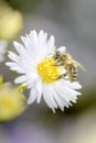 Bee - Apis mellifera - pollinates Michaelmas daisy - Aster novi-belgii