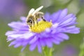 Bee - Apis mellifera - pollinates Michaelmas daisy - Aster novi-belgii